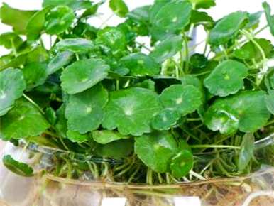 水培铜钱草的最佳养殖方法，水培铜钱草的养殖方法视频
