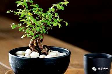 袖珍椰子叶子发黄干燥怎么办？袖珍椰子花卉栽培知识和技巧