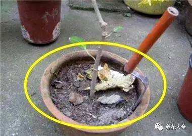 袖珍椰子叶子发黄干燥怎么办？袖珍椰子花卉栽培知识和技巧