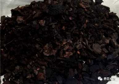 袖珍椰子叶子发黄干燥怎么办？袖珍椰子花卉栽培知识和技巧