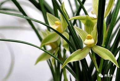 袖珍椰子叶子发黄干燥怎么办？袖珍椰子花卉栽培知识和技巧
