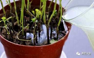 袖珍椰子叶子发黄干燥怎么办？袖珍椰子花卉栽培知识和技巧