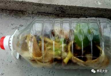 袖珍椰子叶子发黄干燥怎么办？袖珍椰子花卉栽培知识和技巧