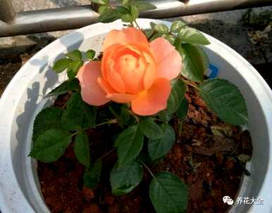 袖珍椰子叶子发黄干燥怎么办？袖珍椰子花卉栽培知识和技巧