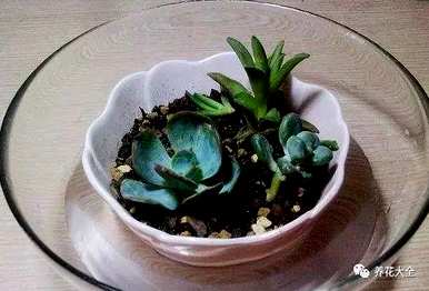 袖珍椰子叶子发黄干燥怎么办？袖珍椰子花卉栽培知识和技巧