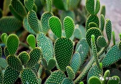 袖珍椰子叶子发黄干燥怎么办？袖珍椰子花卉栽培知识和技巧