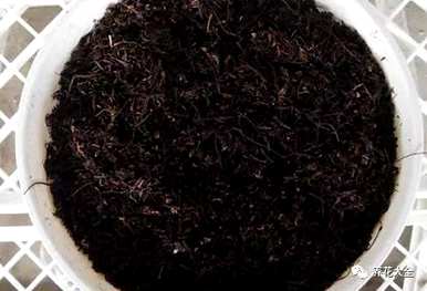 袖珍椰子叶子发黄干燥怎么办？袖珍椰子花卉栽培知识和技巧
