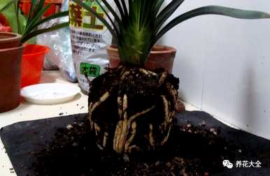 袖珍椰子叶子发黄干燥怎么办？袖珍椰子花卉栽培知识和技巧