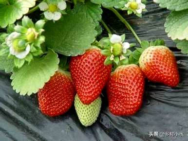 在家种植草莓的整个过程是最简单的。如何在家种植草莓？