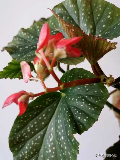 竹节海棠的养殖方法，竹节海棠的养殖方法