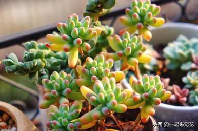 B女心的养殖方法，B女心的植物养殖方法