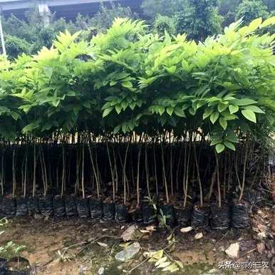 河南适合种植海南黄花梨吗？海南黄花梨的种植方法