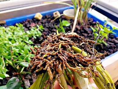 实验记录了植物根的作用，植物根的作用是什么？
