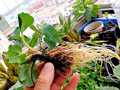 实验记录了植物根的作用，植物根的作用是什么？