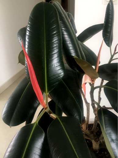 什么花叫厚脸皮，什么名字叫厚脸皮花？