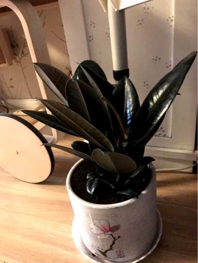 什么花叫厚脸皮，什么名字叫厚脸皮花？