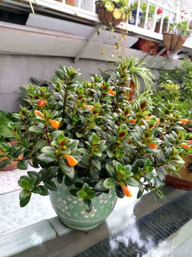 什么花叫厚脸皮，什么名字叫厚脸皮花？