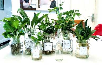 盆栽水生植物有哪些？内江盆栽水生植物有哪些？
