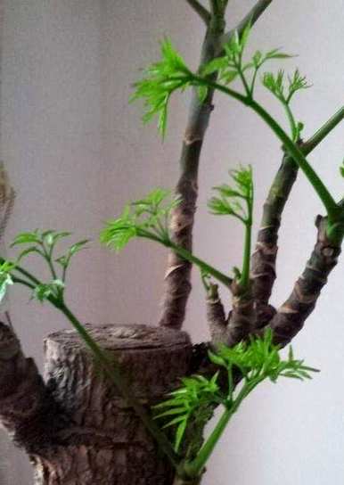如何养幸福树才能长得好，如何养幸福树老桩光杆？