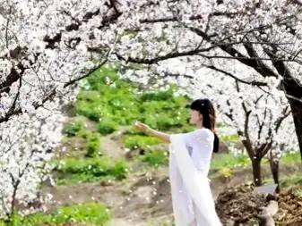 杏花微雨哪个节气，杏花哪个节气开放