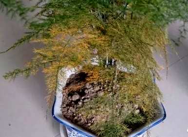 如何保存芦笋叶的黄色，如何保存芦笋叶的黄色？