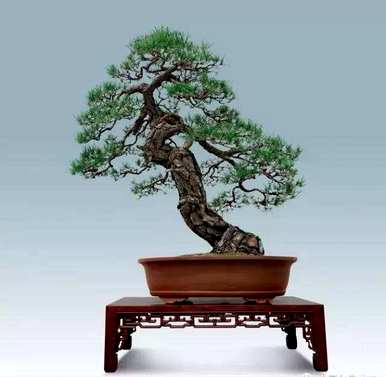 黄山奇松的养殖方法，黄山奇松的象征是什么？
