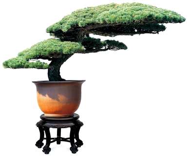 黄山奇松的养殖方法，黄山奇松的象征是什么？