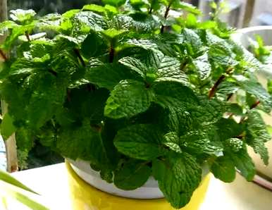 哪种室内驱蚊植物最好，哪种室内驱蚊植物最好？