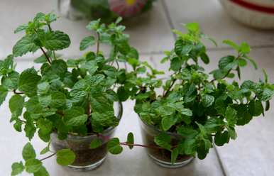 哪种室内驱蚊植物最好，哪种室内驱蚊植物最好？