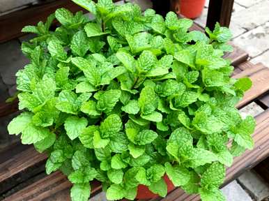 哪种室内驱蚊植物最好，哪种室内驱蚊植物最好？