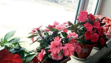 哪种室内驱蚊植物最好，哪种室内驱蚊植物最好？