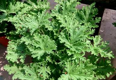 哪种室内驱蚊植物最好，哪种室内驱蚊植物最好？