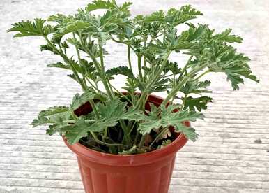 哪种室内驱蚊植物最好，哪种室内驱蚊植物最好？