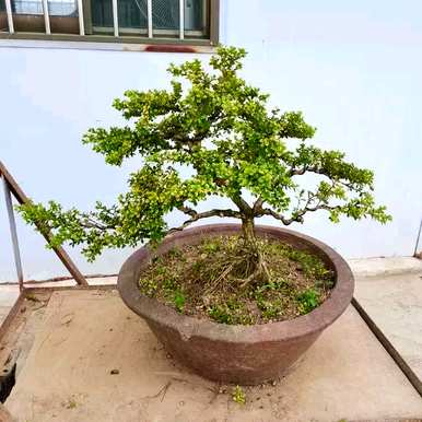 云南珍珠黄杨下山桩容易养活，为什么珍珠黄杨难养活？