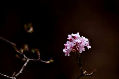 探春花冬天能冻死吗？探春花耐寒多少？