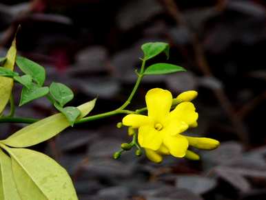 探春花冬天能冻死吗？探春花耐寒多少？