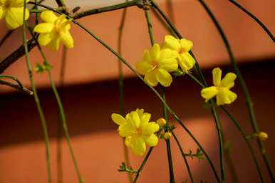 探春花冬天能冻死吗？探春花耐寒多少？