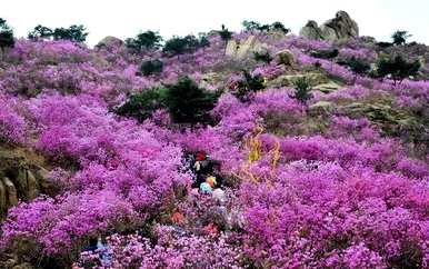 百日草花图片，高原百日草花图片