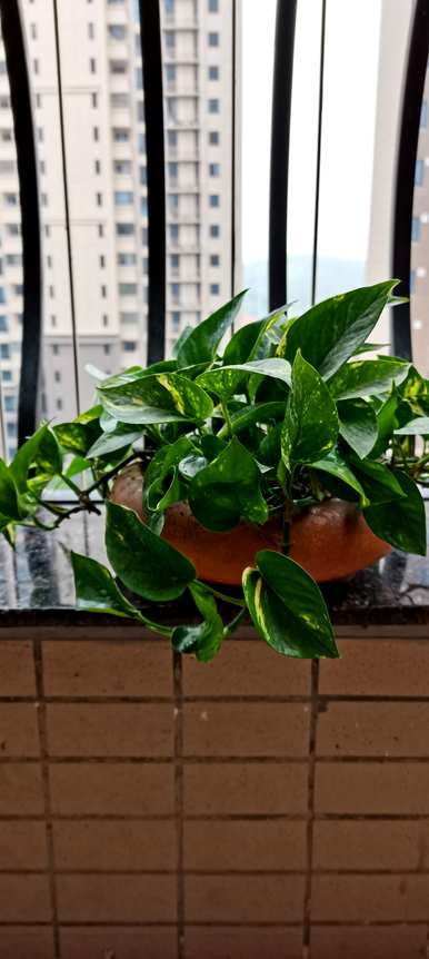 阳台花卉布置架，家庭花卉养殖架