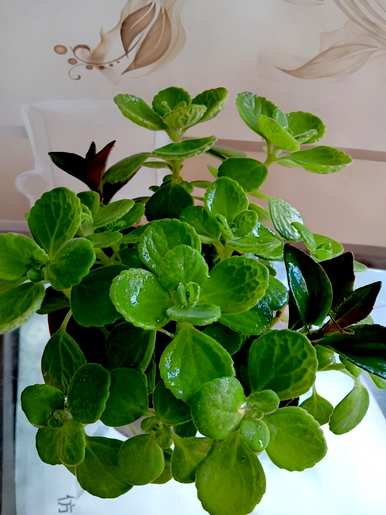 阳台花卉布置架，家庭花卉养殖架