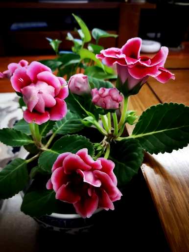 阳台花卉布置架，家庭花卉养殖架
