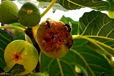 鲜无花果和干无花果的区别，新鲜无花果和干无花果的区别