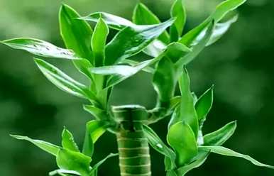 东莞富贵竹种植基地，如何种植富贵竹