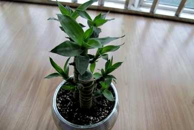 东莞富贵竹种植基地，如何种植富贵竹