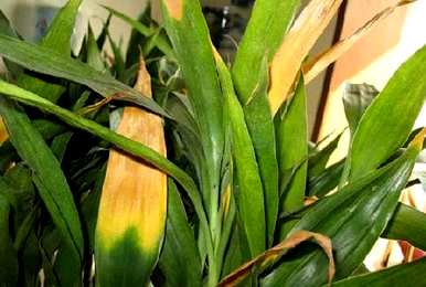 东莞富贵竹种植基地，如何种植富贵竹