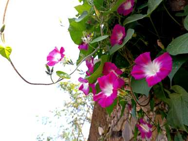 牵牛花是喇叭花吗？牵牛花是喇叭花吗？