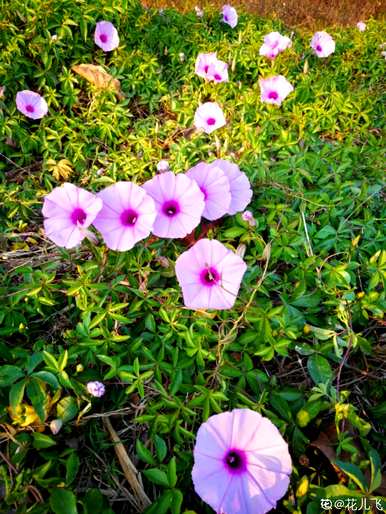 牵牛花是喇叭花吗？牵牛花是喇叭花吗？