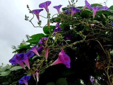 牵牛花是喇叭花吗？牵牛花是喇叭花吗？