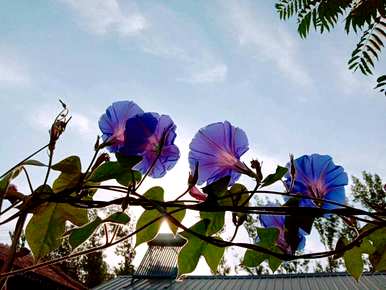 牵牛花是喇叭花吗？牵牛花是喇叭花吗？