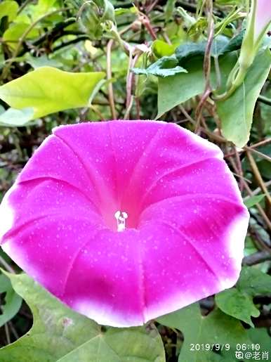 牵牛花是喇叭花吗？牵牛花是喇叭花吗？